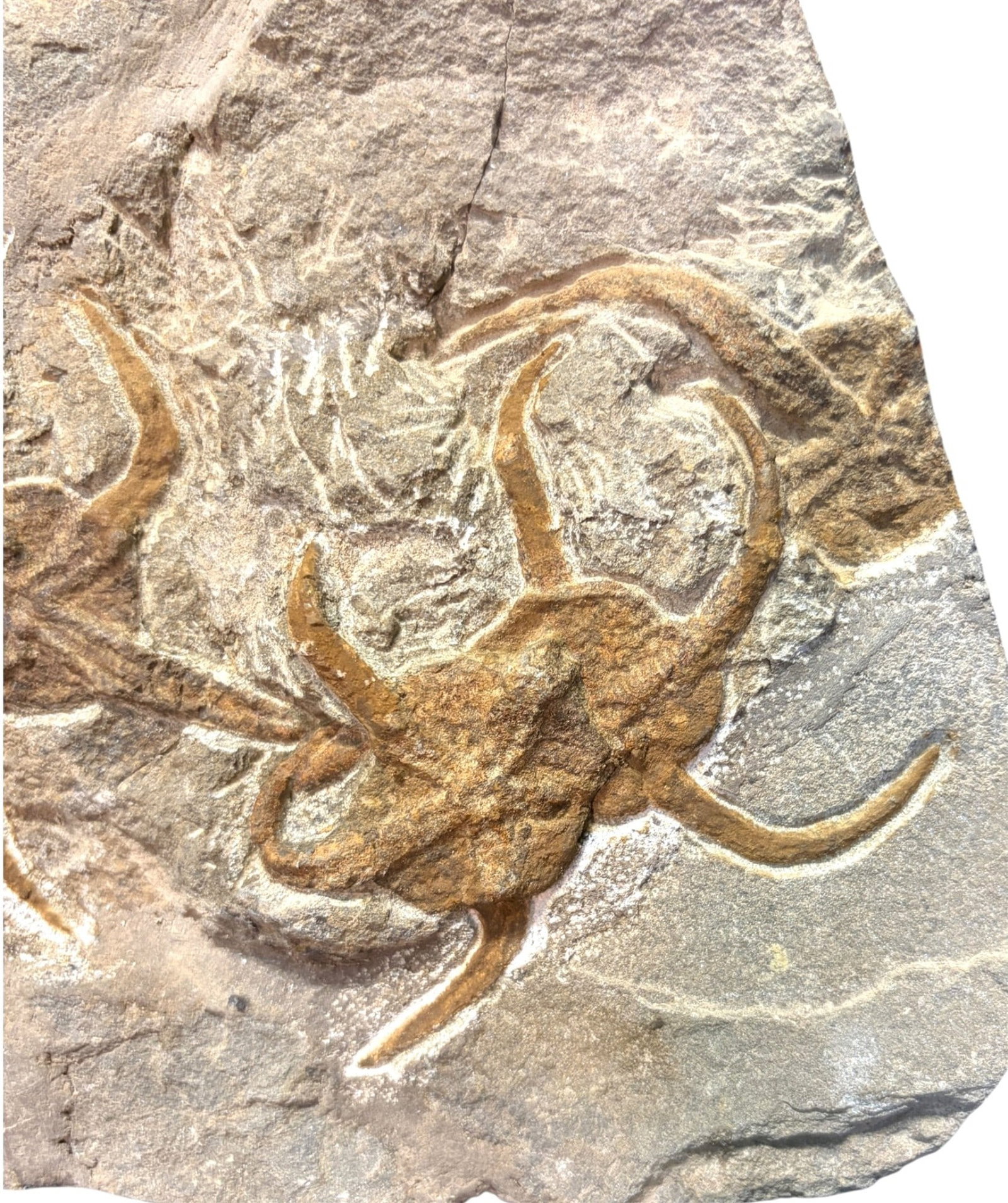 STARFISH FOSSIL - 3