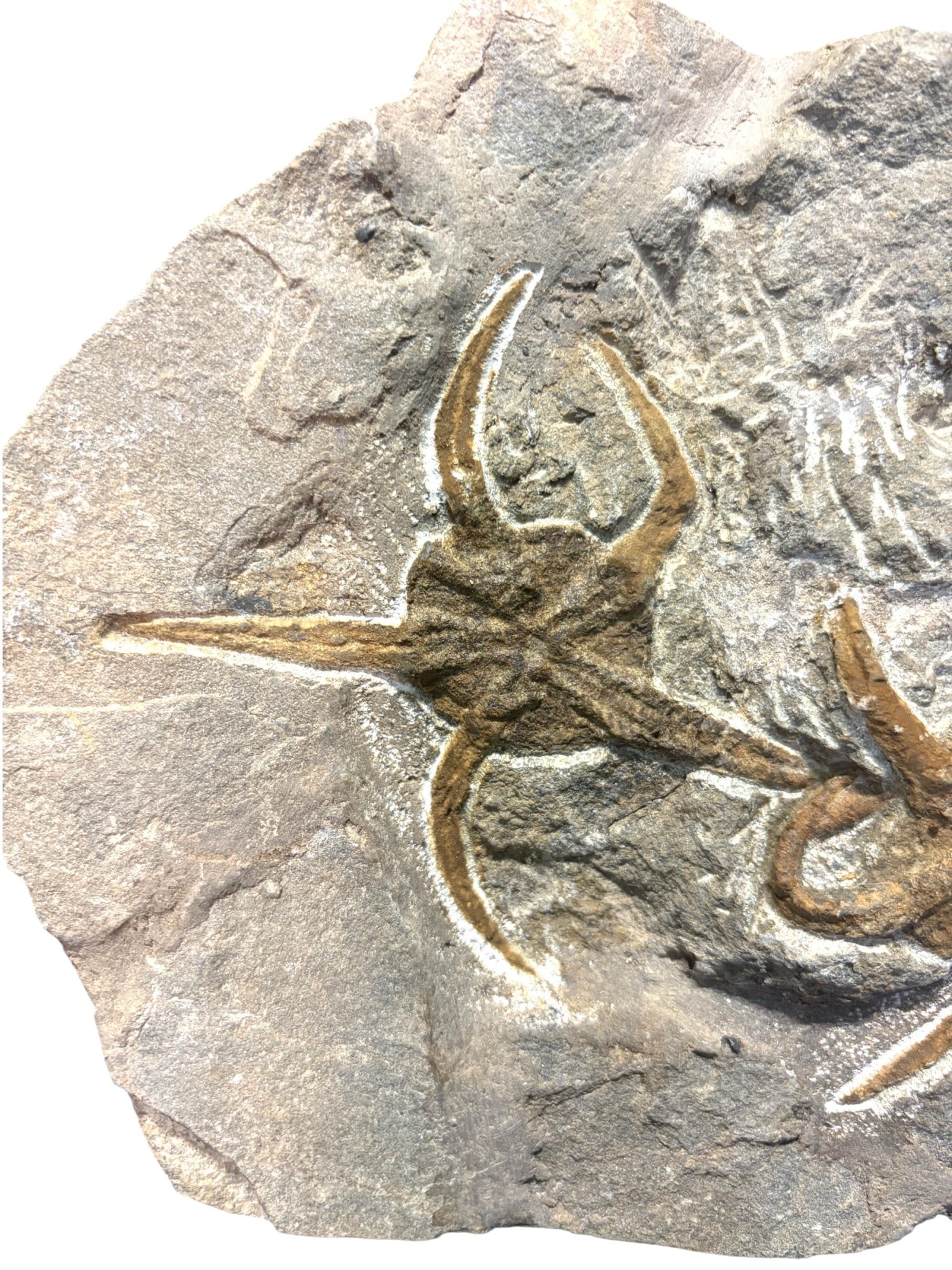 STARFISH FOSSIL - 4