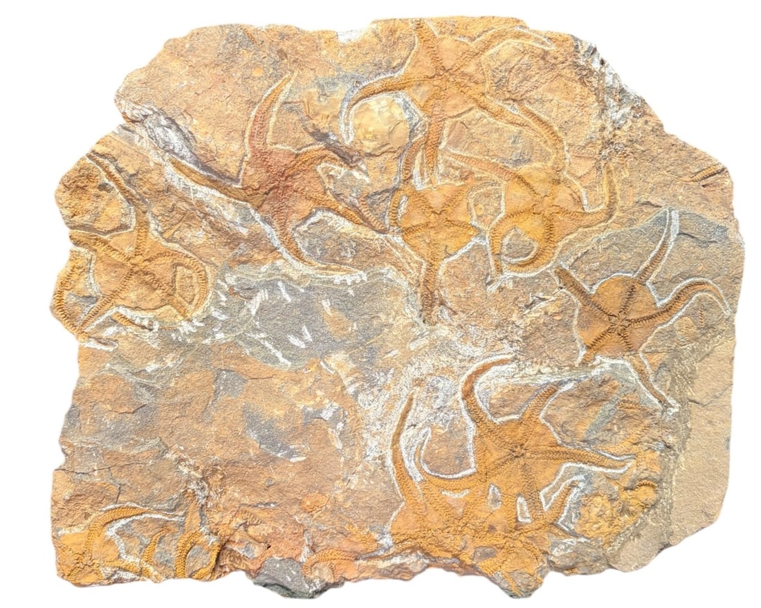 STARFISH FOSSIL: STARFISH FOSSIL 466.27g JURRASIC PERIOD Height: 9.5 in. by Width: 11 in. by Depth: .5 in.