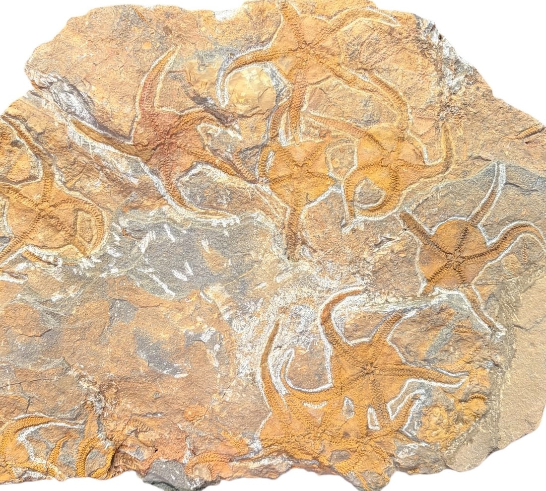 STARFISH FOSSIL - 2