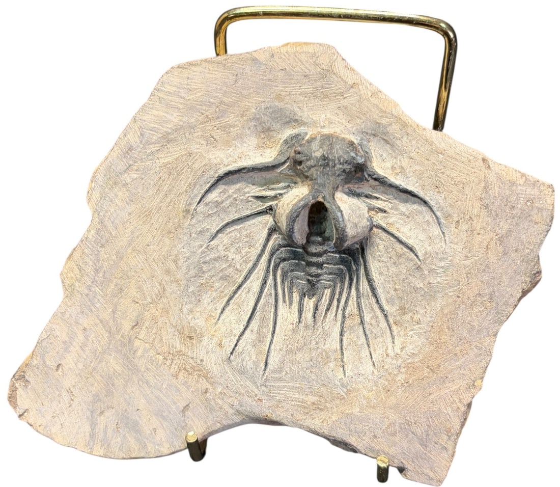 TRILOBITE FOSSIL: TRILOBITE FOSSIL 1lb Height: 5 in. by Width: 5 in. by Depth: .5 in.