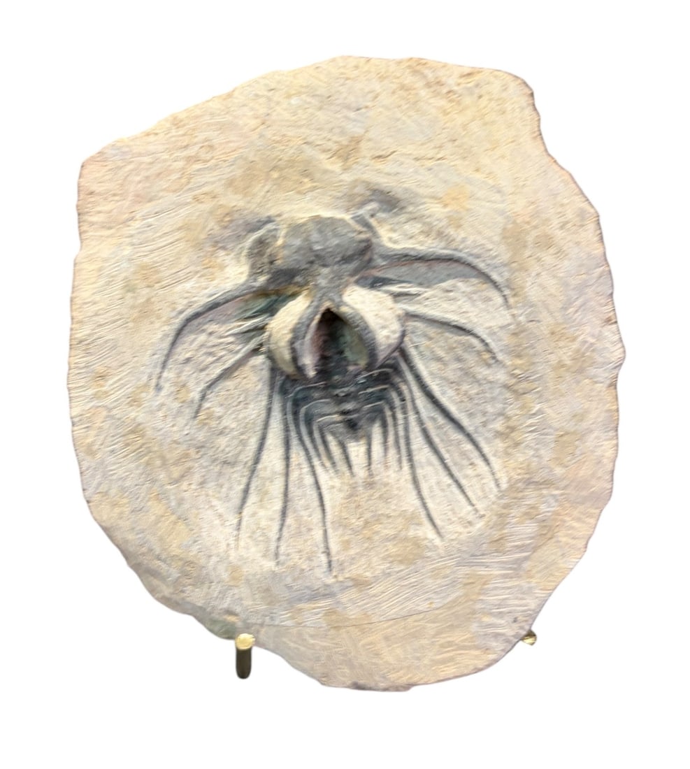 TRILOBITE FOSSIL: TRILOBITE FOSSIL 0.8lbs Height: 4.8 in. by Width: 4.2 in. by Depth: .5 in.