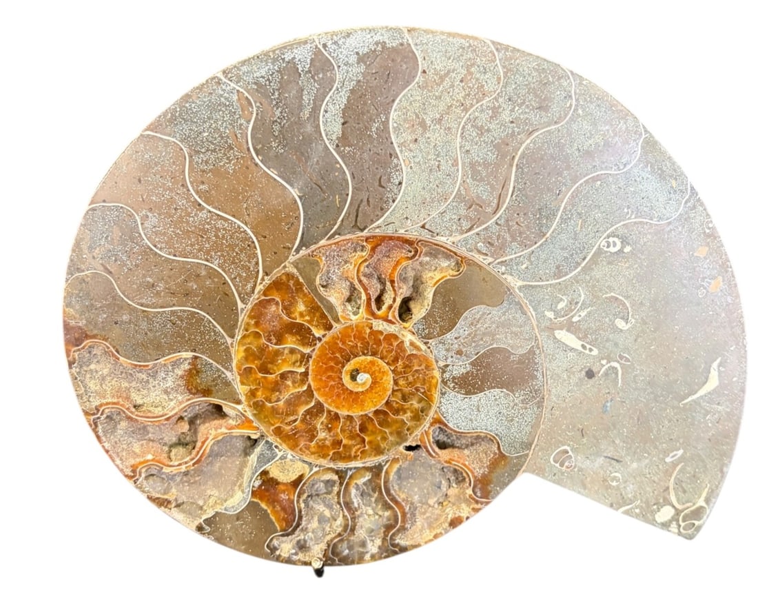 POLISHED AMMONITE FOSSIL (1 of 4)