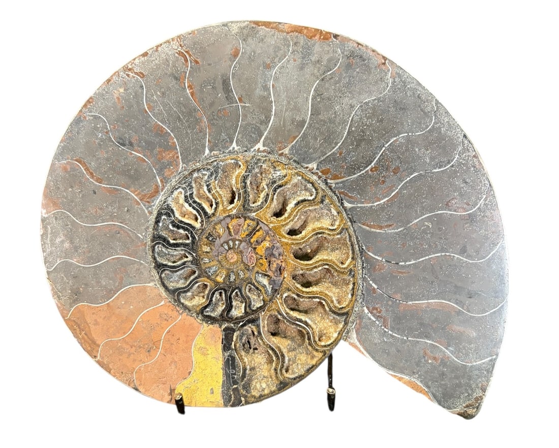 POLISHED AMMONITE FOSSIL: POLISHED AMMONITE FOSSIL 1.8 lbs Height: 6.2 in. by Width: 7.5 in. by Depth: .5 in.