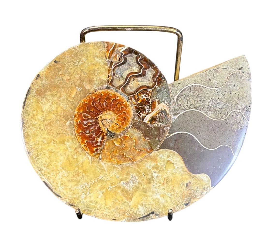 AMMONITE FOSSIL: AMMONITE FOSSIL 0.6lbs Height: 4.8 in. by Width: 5.8 in. by Depth: .5 in.