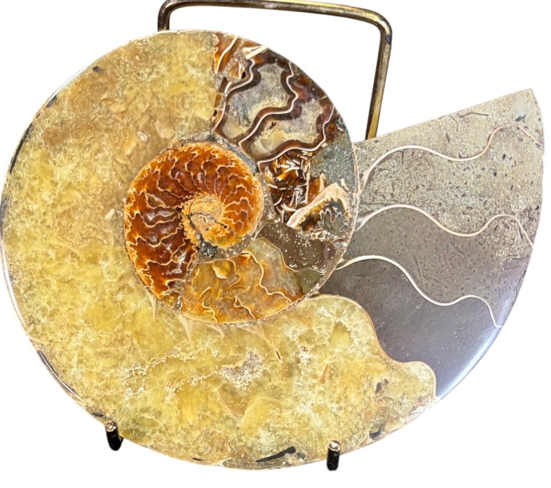 AMMONITE FOSSIL - 2