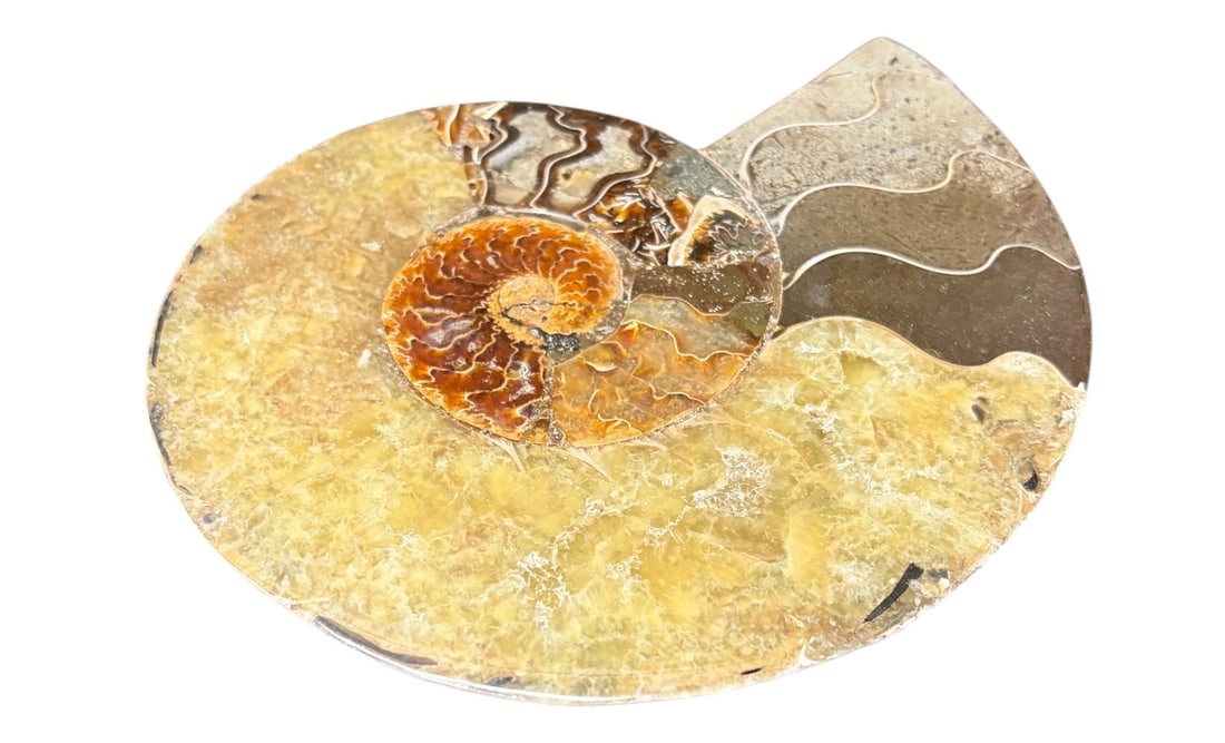 AMMONITE FOSSIL - 3