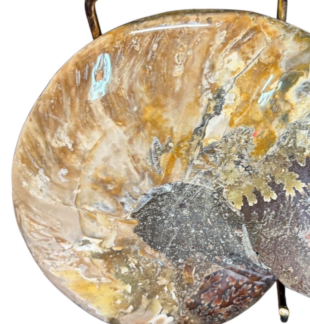 AMMONITE FOSSIL - 4
