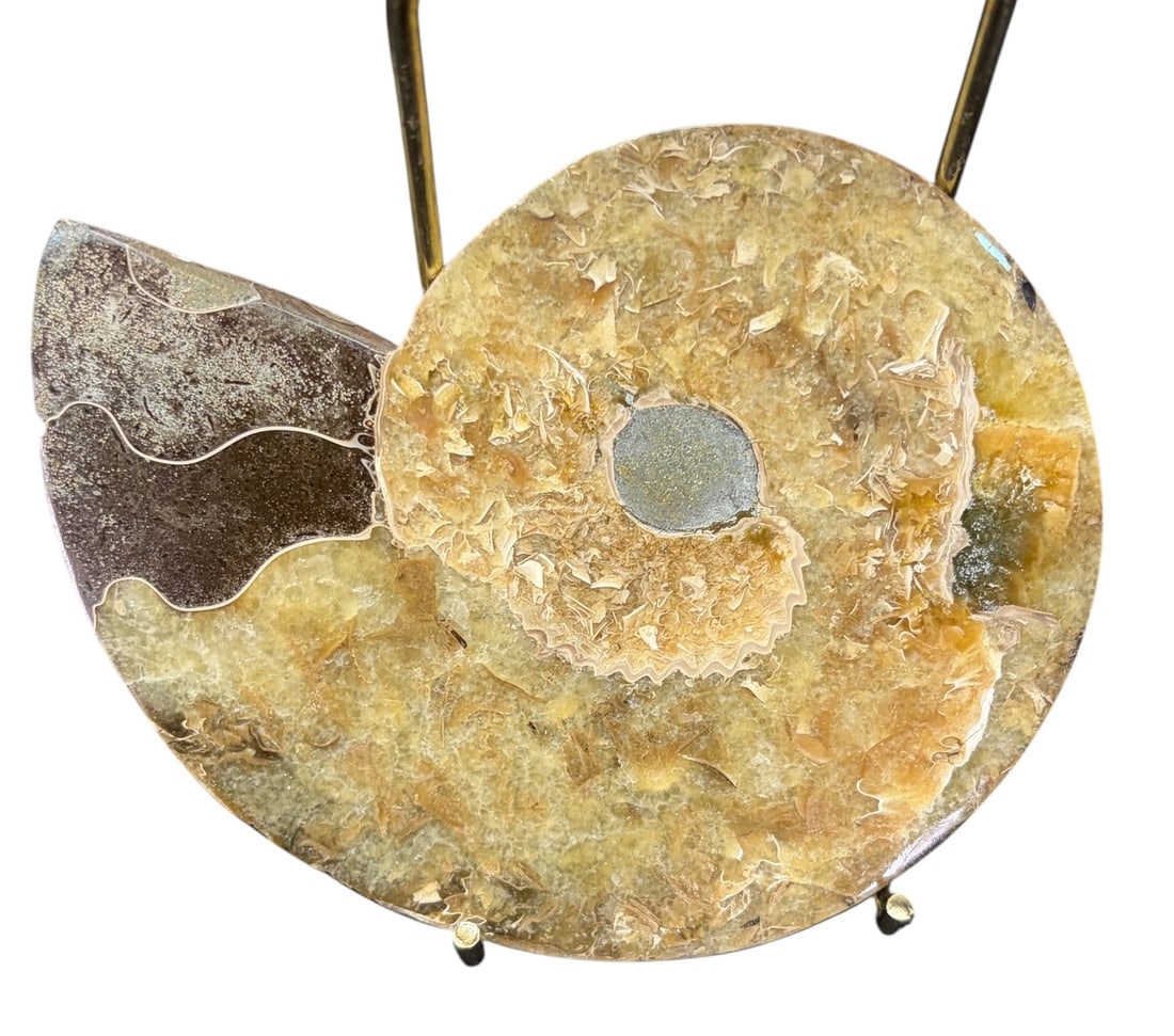 AMMONITE FOSSIL: AMMONITE FOSSIL 0.4lbs Height: 4.5 in. by Width: 5 in. by Depth: .3 in.