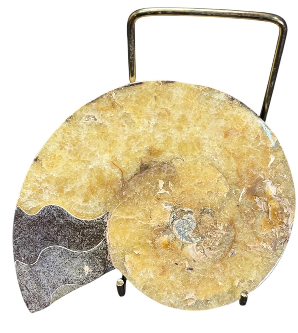 AMMONITE FOSSIL - 3