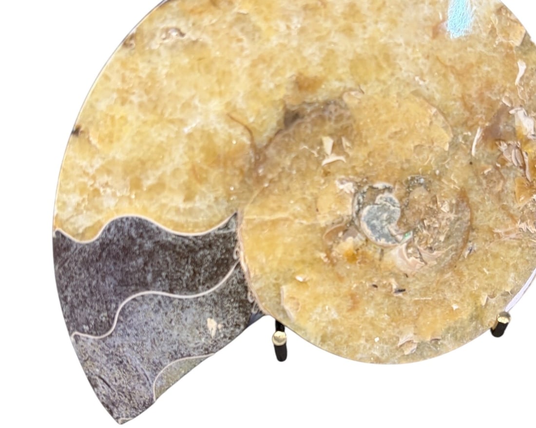 AMMONITE FOSSIL - 4