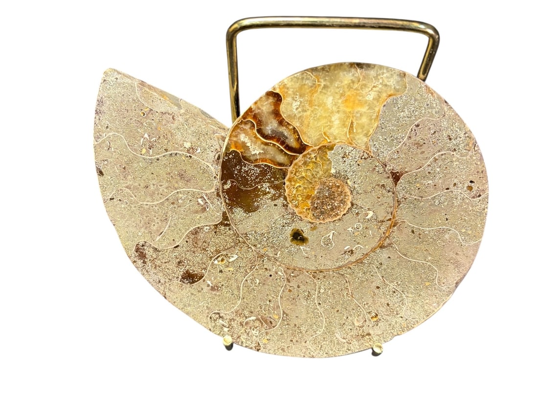 AMMONITE FOSSIL: AMMONITE FOSSIL 0.59lbs Height: 5 in. by Width: 5 in. by Depth: .5 in.