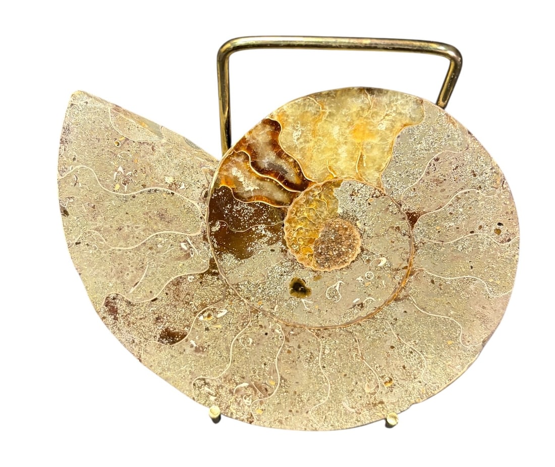 AMMONITE FOSSIL - 3