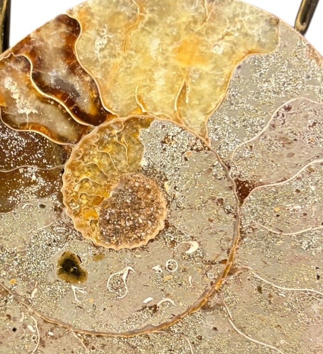 AMMONITE FOSSIL - 4