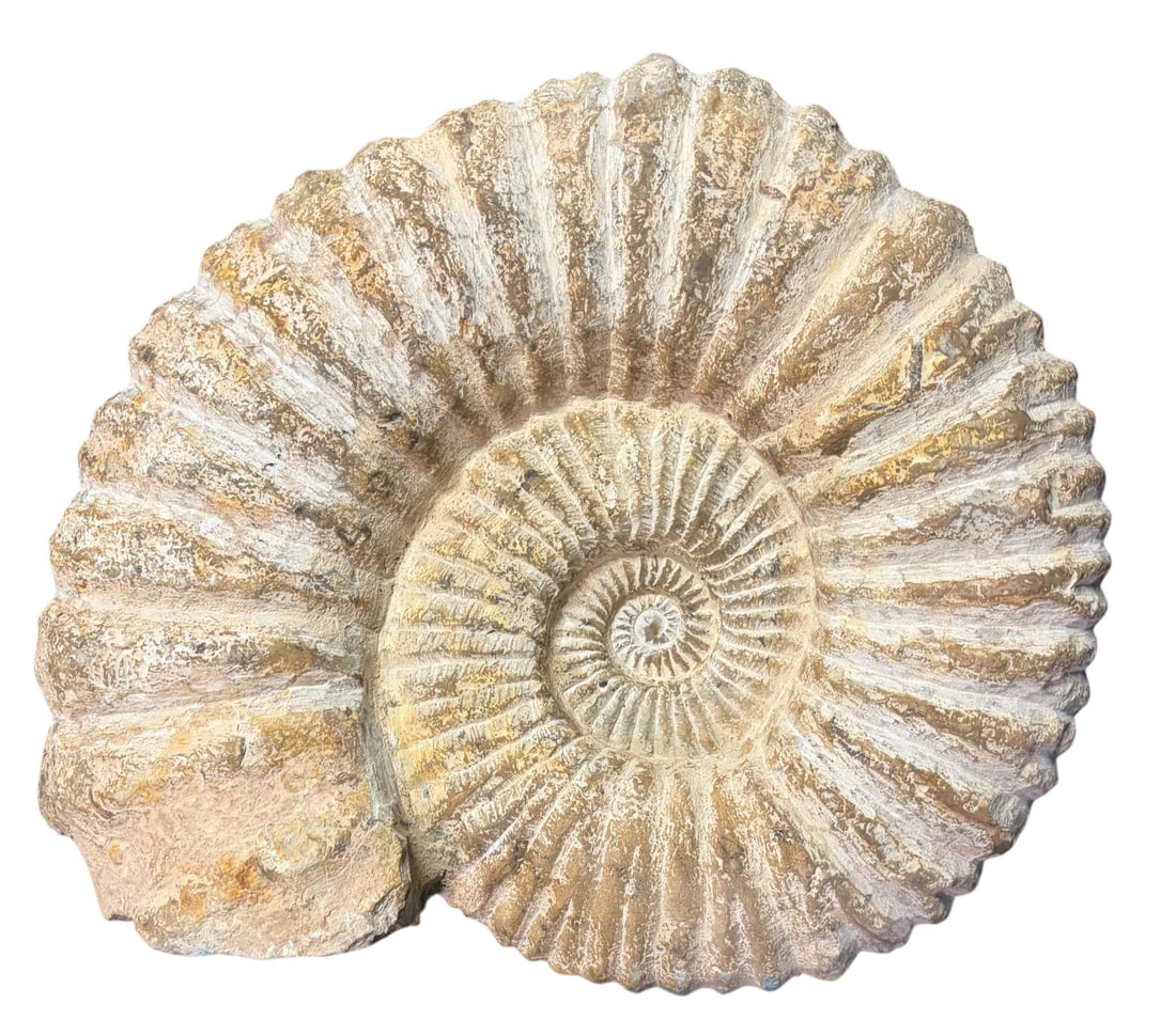 LARGE AMMONITE FOSSIL (1 of 7)