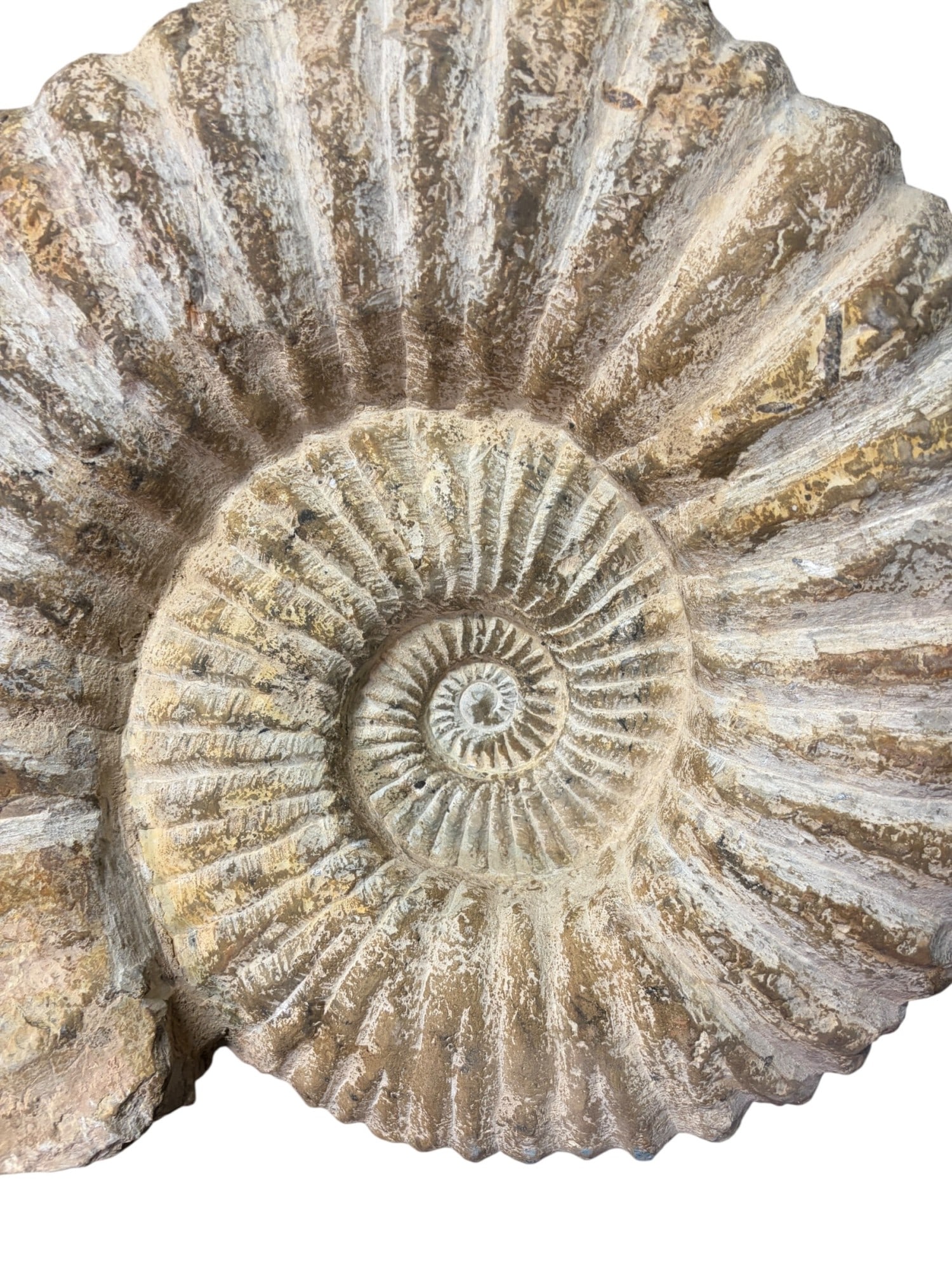LARGE AMMONITE FOSSIL - 3
