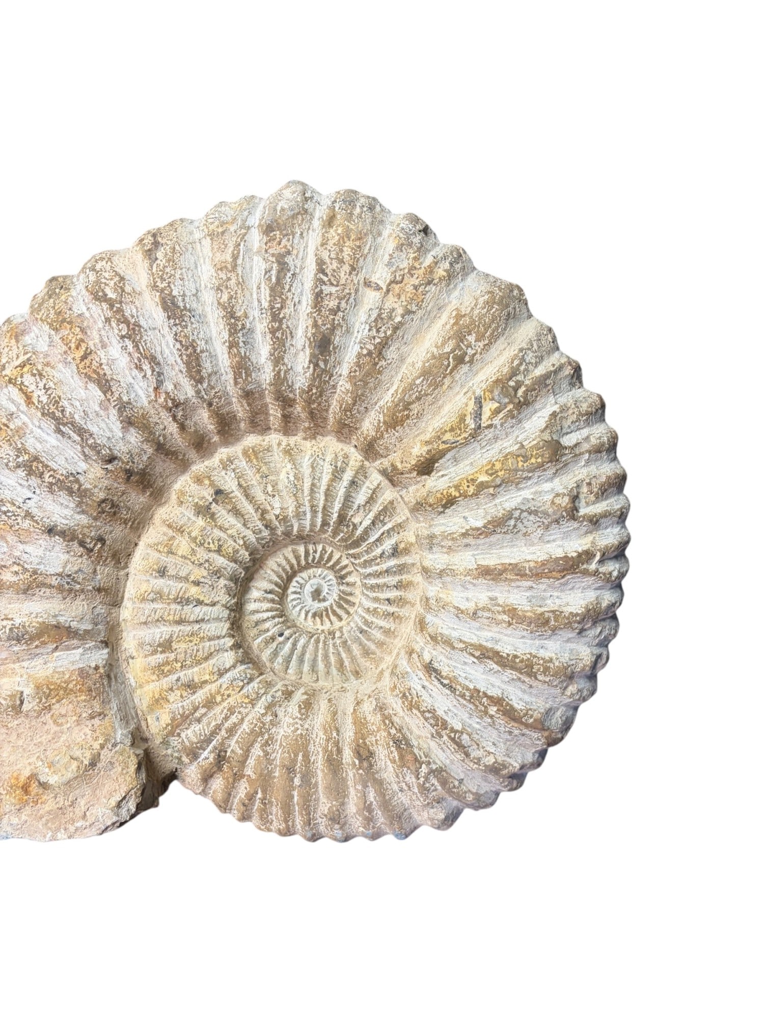 LARGE AMMONITE FOSSIL - 4