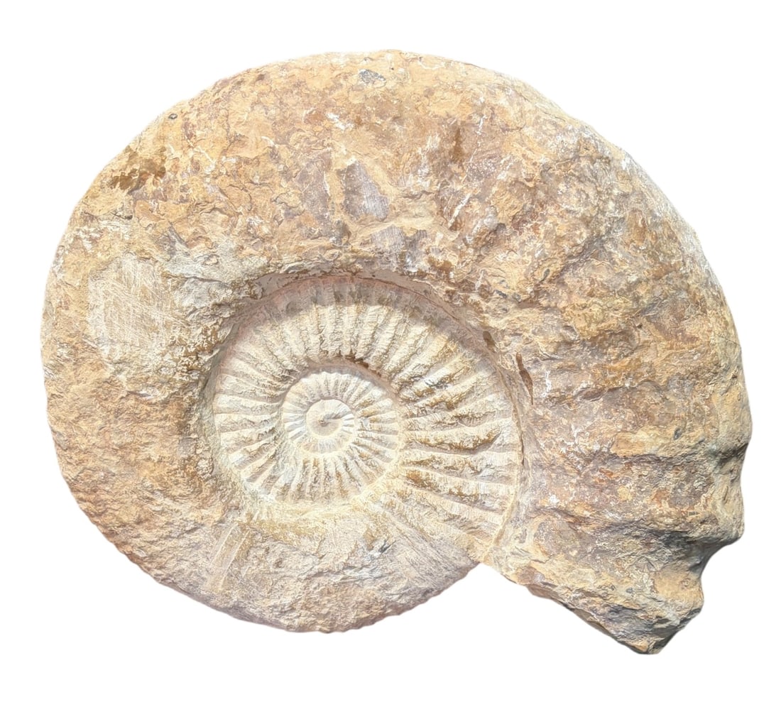 LARGE AMMONITE FOSSIL: LARGE AMMONITE FOSSIL Height: 15.5 in. by Width: 18 in. by Depth: 5 IN.