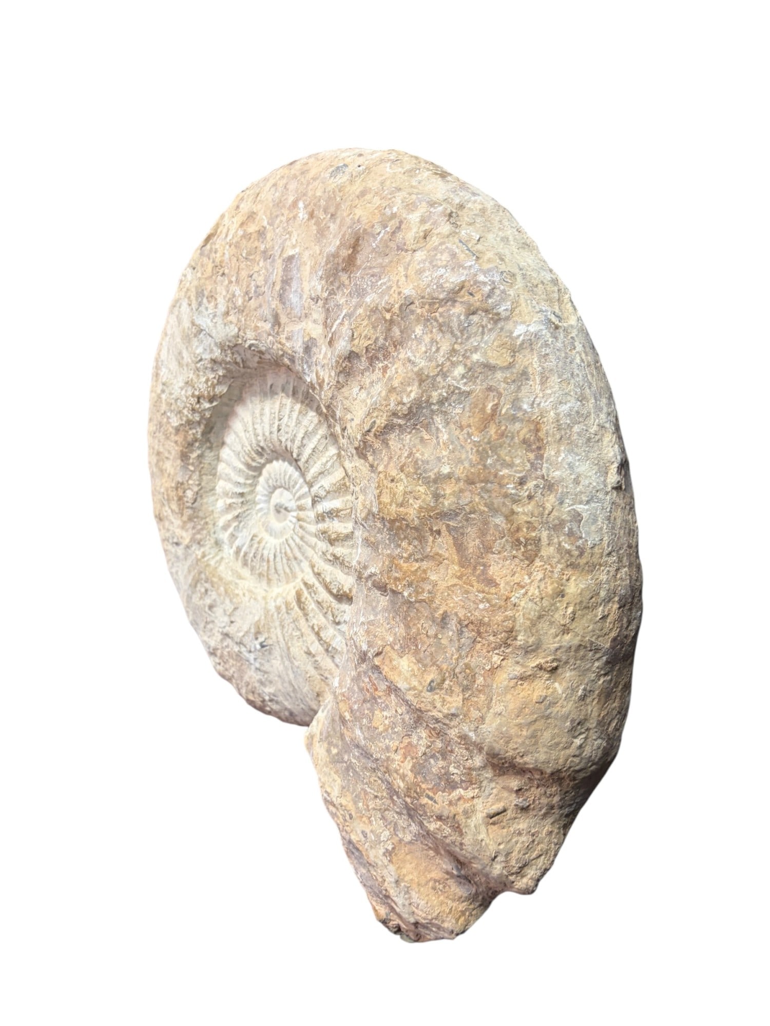 LARGE AMMONITE FOSSIL - 5