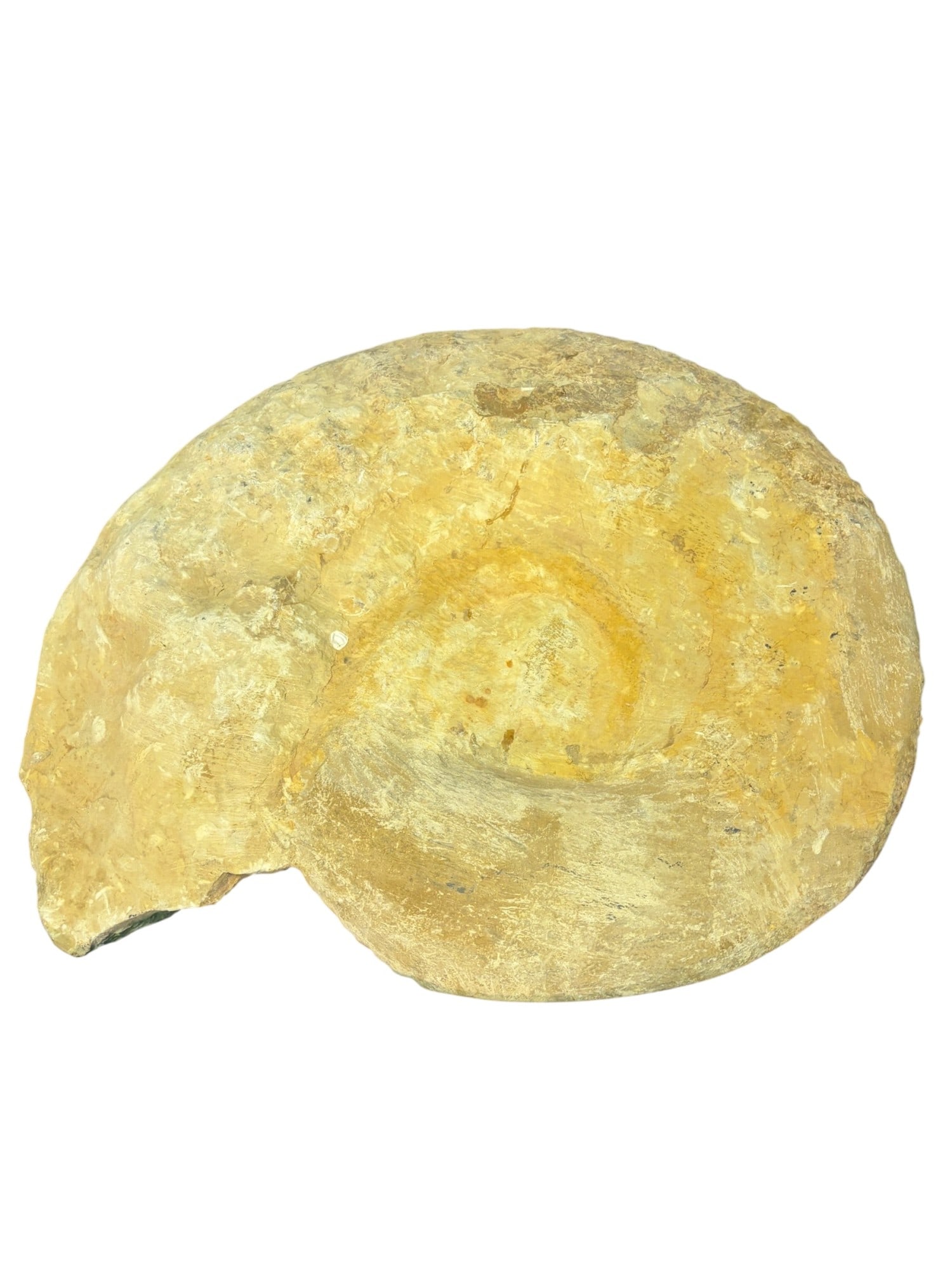 LARGE AMMONITE FOSSIL - 6
