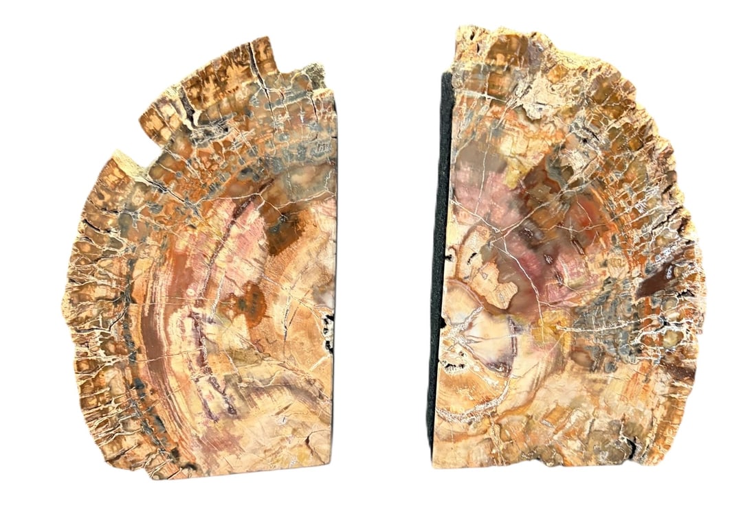 POLISHED PETRIFIED WOOD AGATE BOOKENDS: POLISHED PETRIFIED WOOD AGATE BOOKENDS 7.8lbs Height: 7 in. by Width: 4 in. by Depth: 2 in.