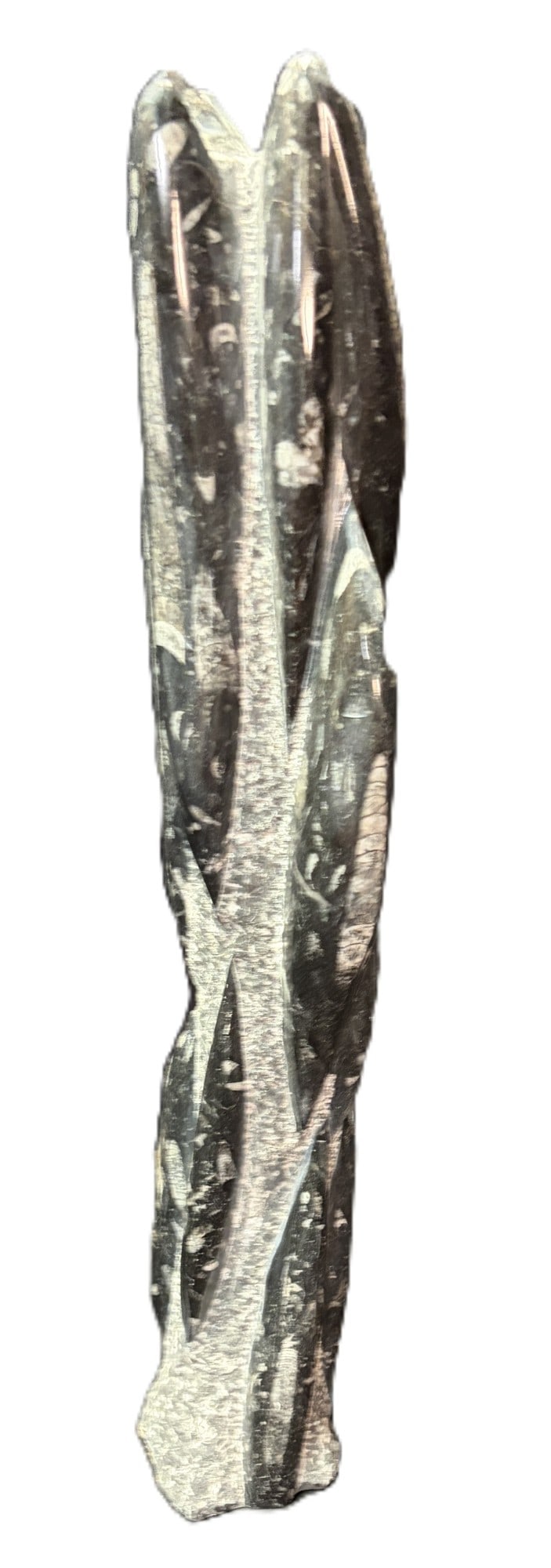 POLISHED ORTHOCERAS FOSSIL: POLISHED ORTHOCERAS TOWER FOSSIL Height: 22 in. by Width: 4.5 in. by Depth: 4 in.