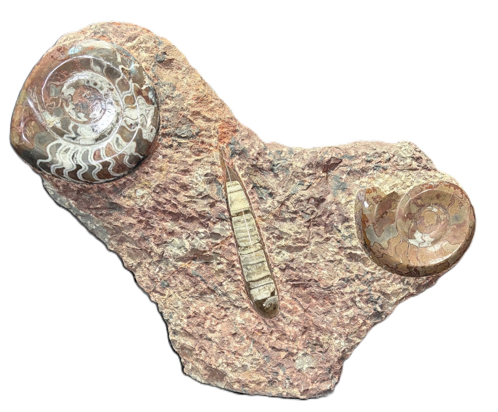 NAUTILOID FOSSIL: NAUTILOID FOSSIL Height: 14 in. by Width: 15.5 in. by Depth: 5 IN.