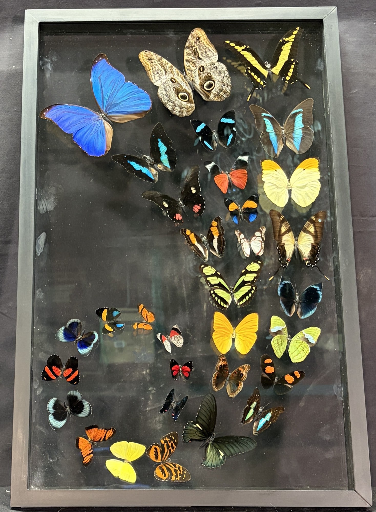 BUTTERFLIES FRAMED IN GLASS DISPLAY (1 of 2)