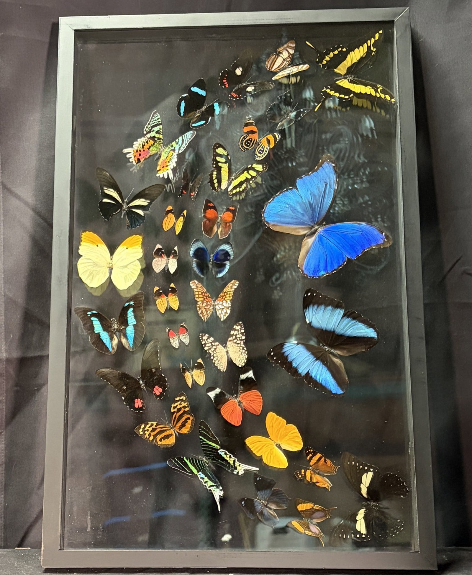 BUTTERFLIES FRAMED IN GLASS DISPLAY (1 of 3)