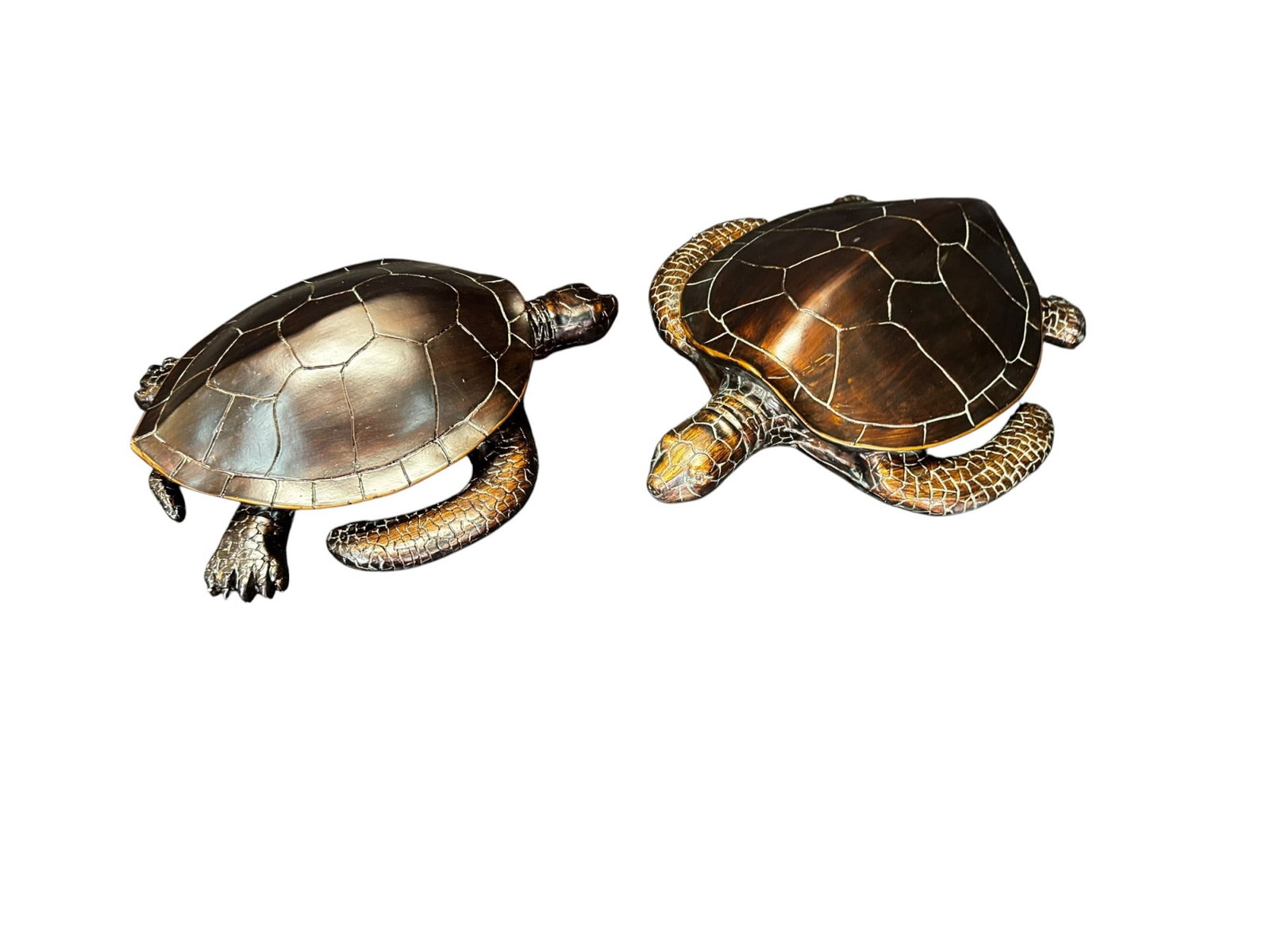 PR OF TURTLES (1 of 5)