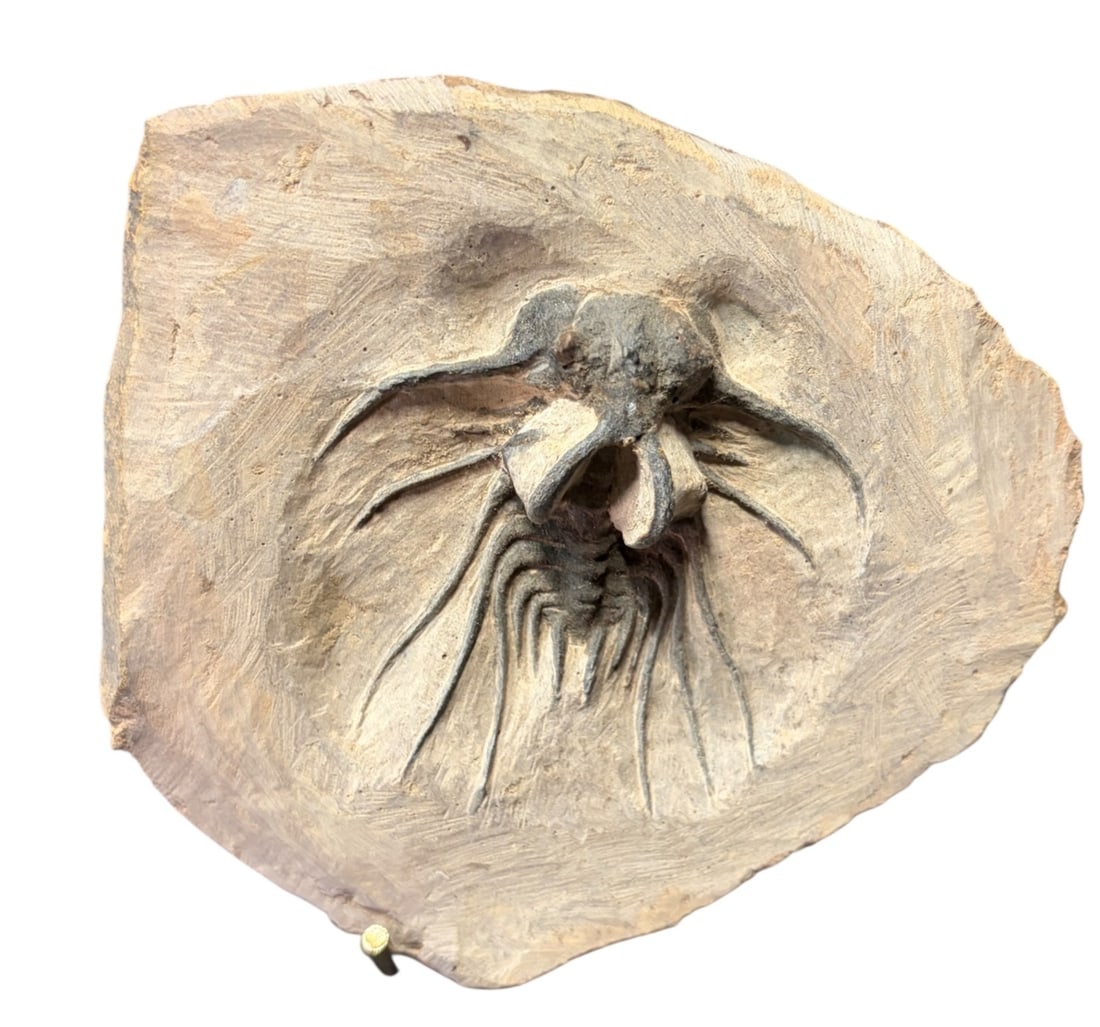 TRILOBITE FOSSIL: TRILOBITE FOSSIL 0.8lbs Height: 4.8 in. by Width: 4.2 in. by Depth: .5 in.