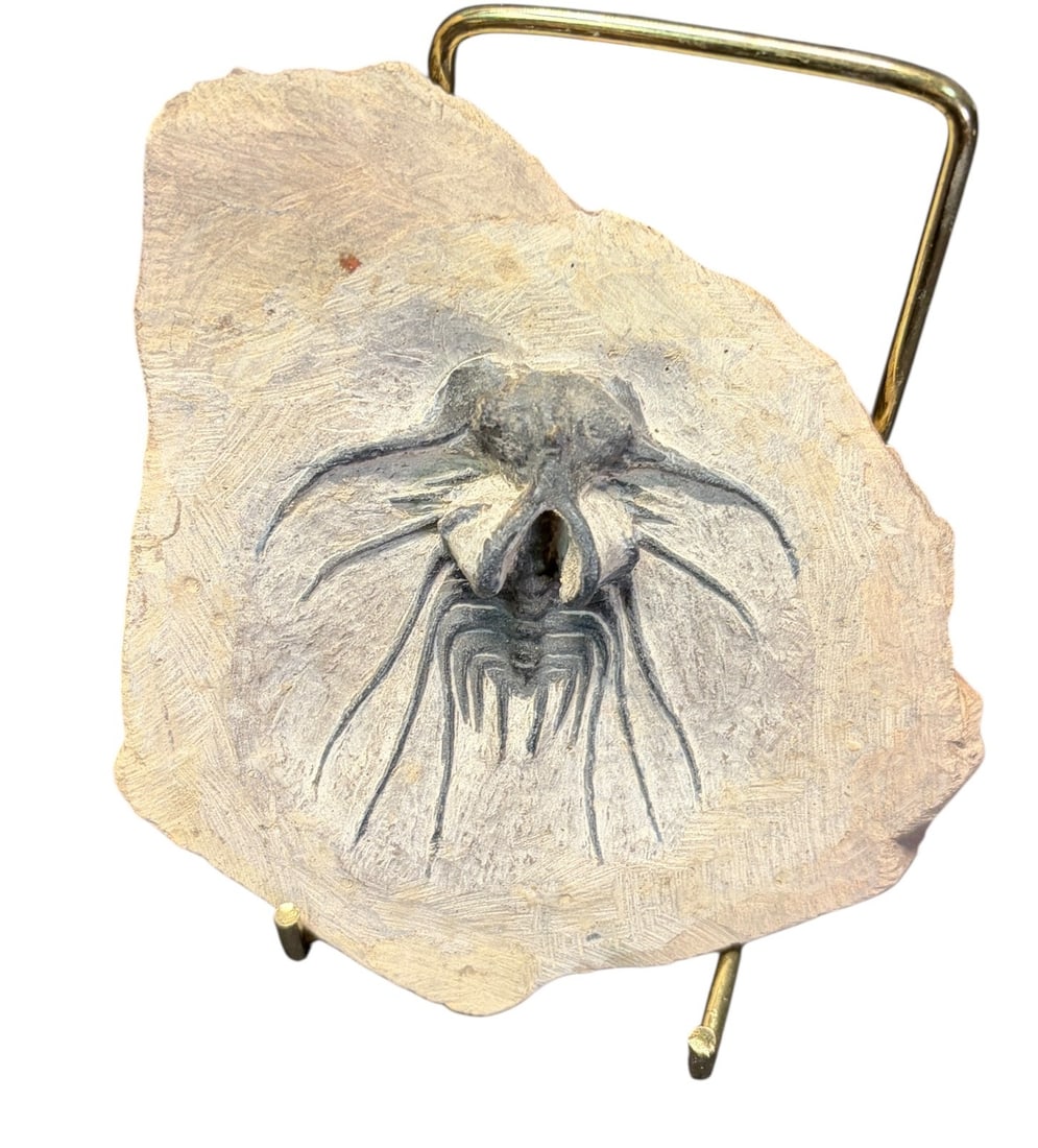 TRILOBITE FOSSIL: TRILOBITE FOSSIL 0.6lbs Height: 4.8 in. by Width: 4.5 in. by Depth: .5 in.