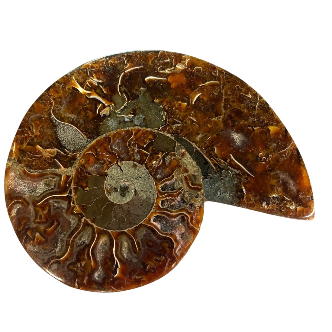 AMMONITE FOSSIL: AMMONITE FOSSIL .5 lbs Height: 4 in. by Width: 5.6 in. by Depth: .3 in.