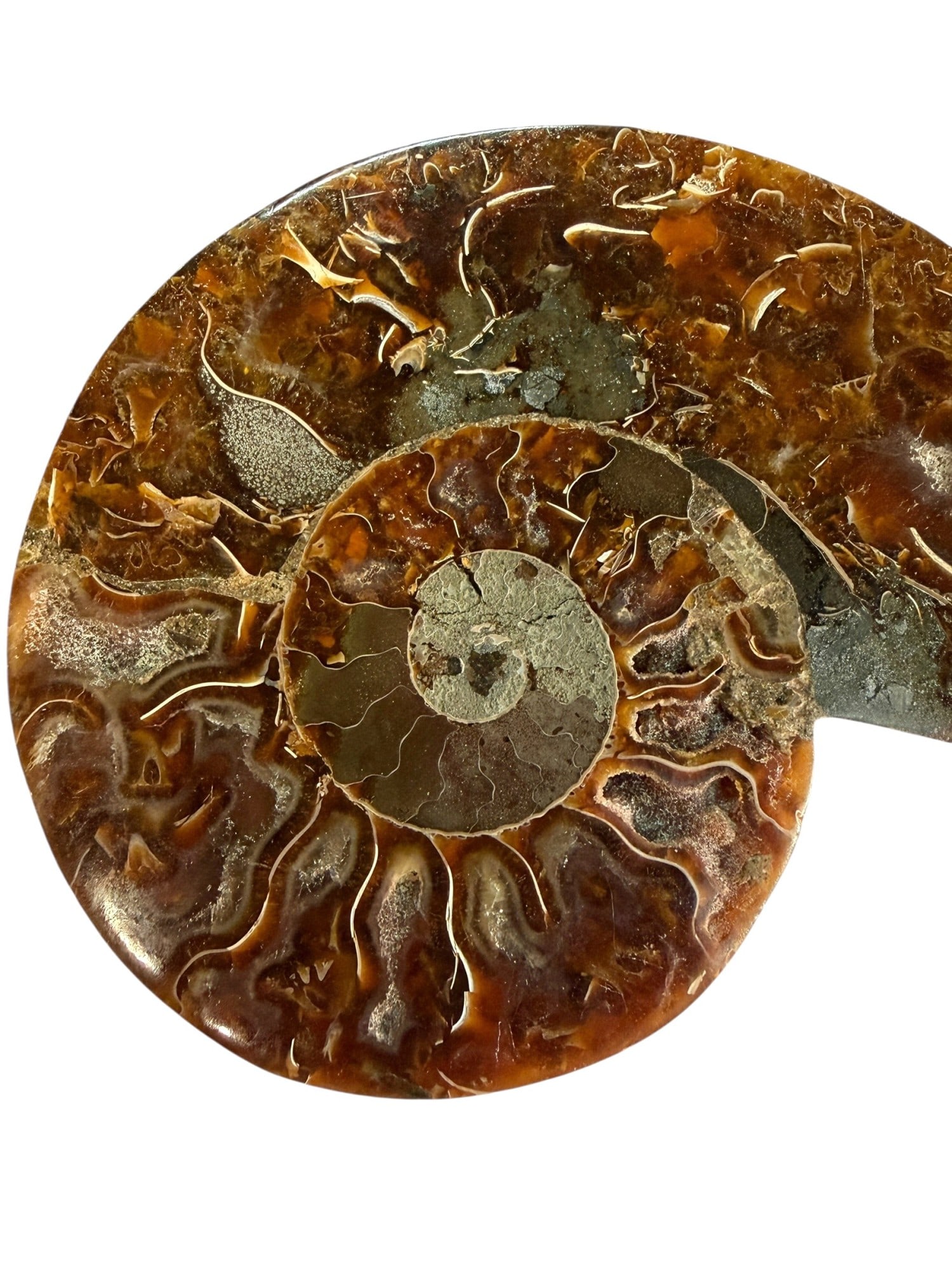 AMMONITE FOSSIL - 2