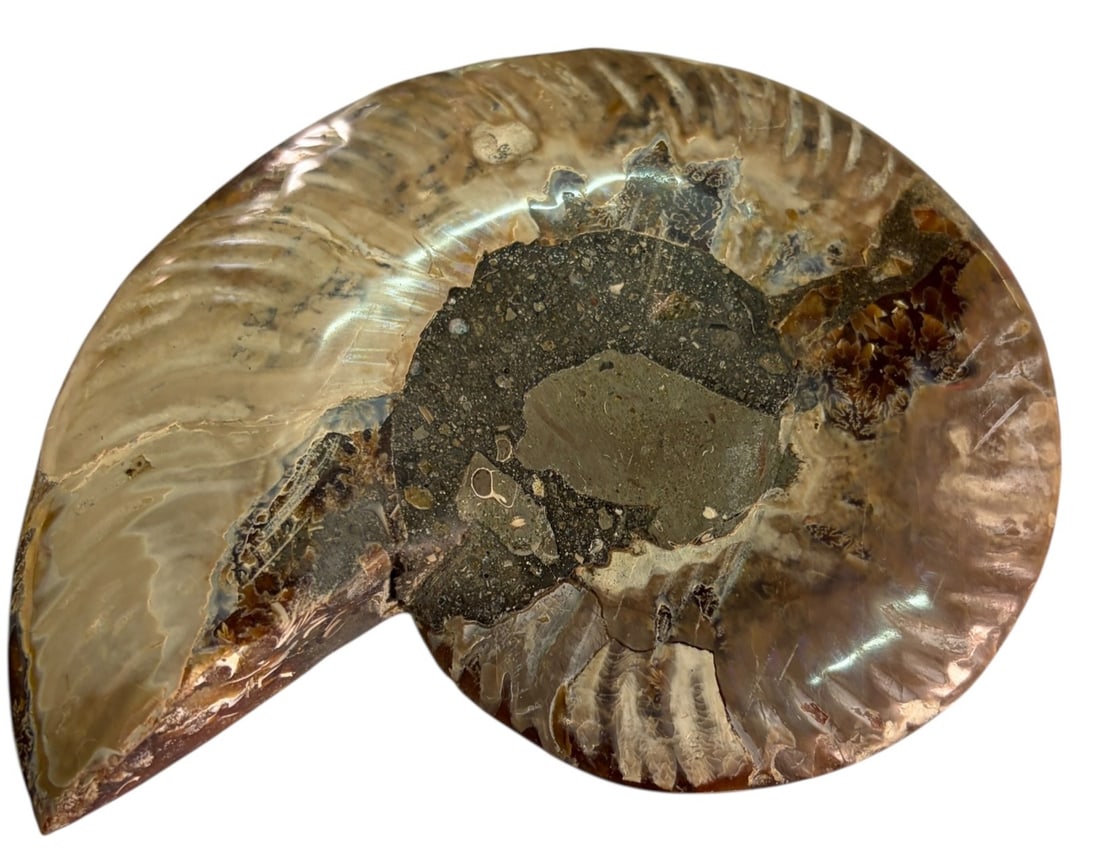 AMMONITE FOSSIL - 3