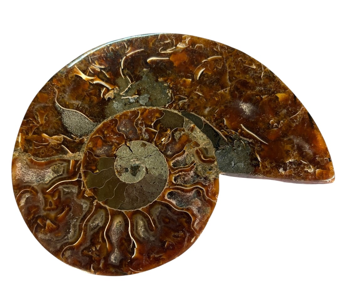 AMMONITE FOSSIL - 4