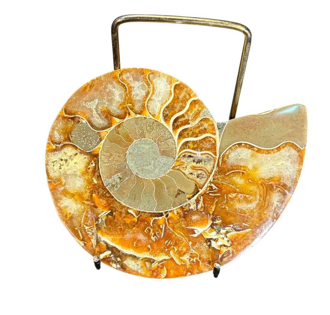AMMONITE FOSSIL: AMMONITE FOSSIL 0.6lbs Height: 5 in. by Width: 4 in. by Depth: .5 in.