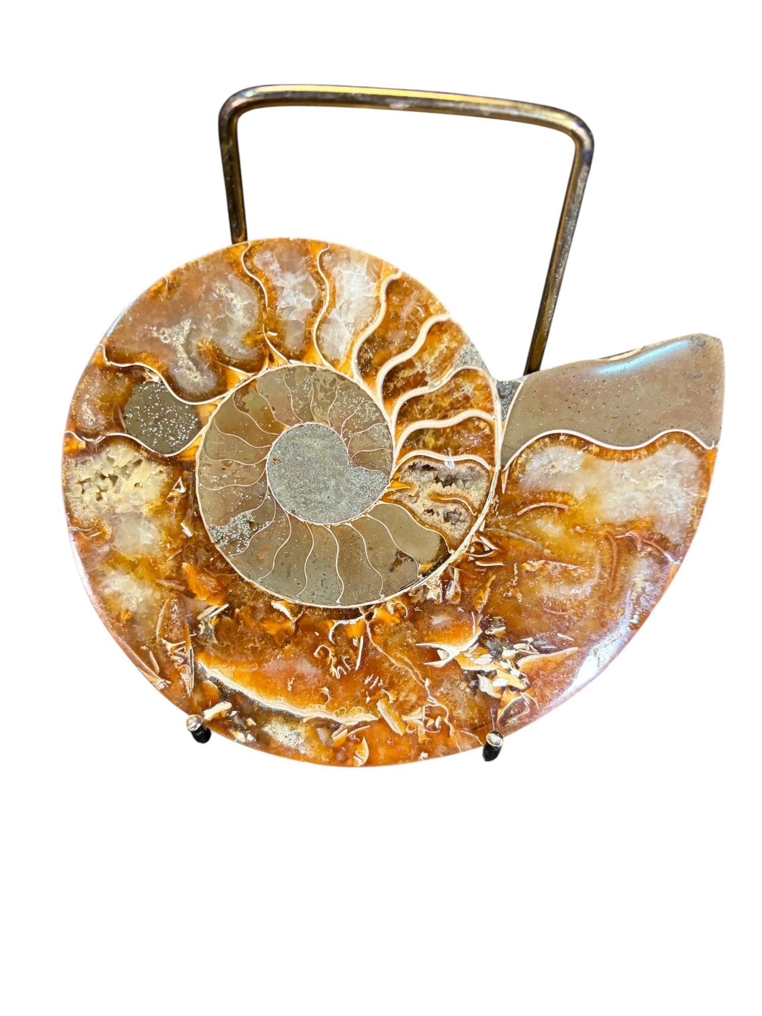 AMMONITE FOSSIL - 2