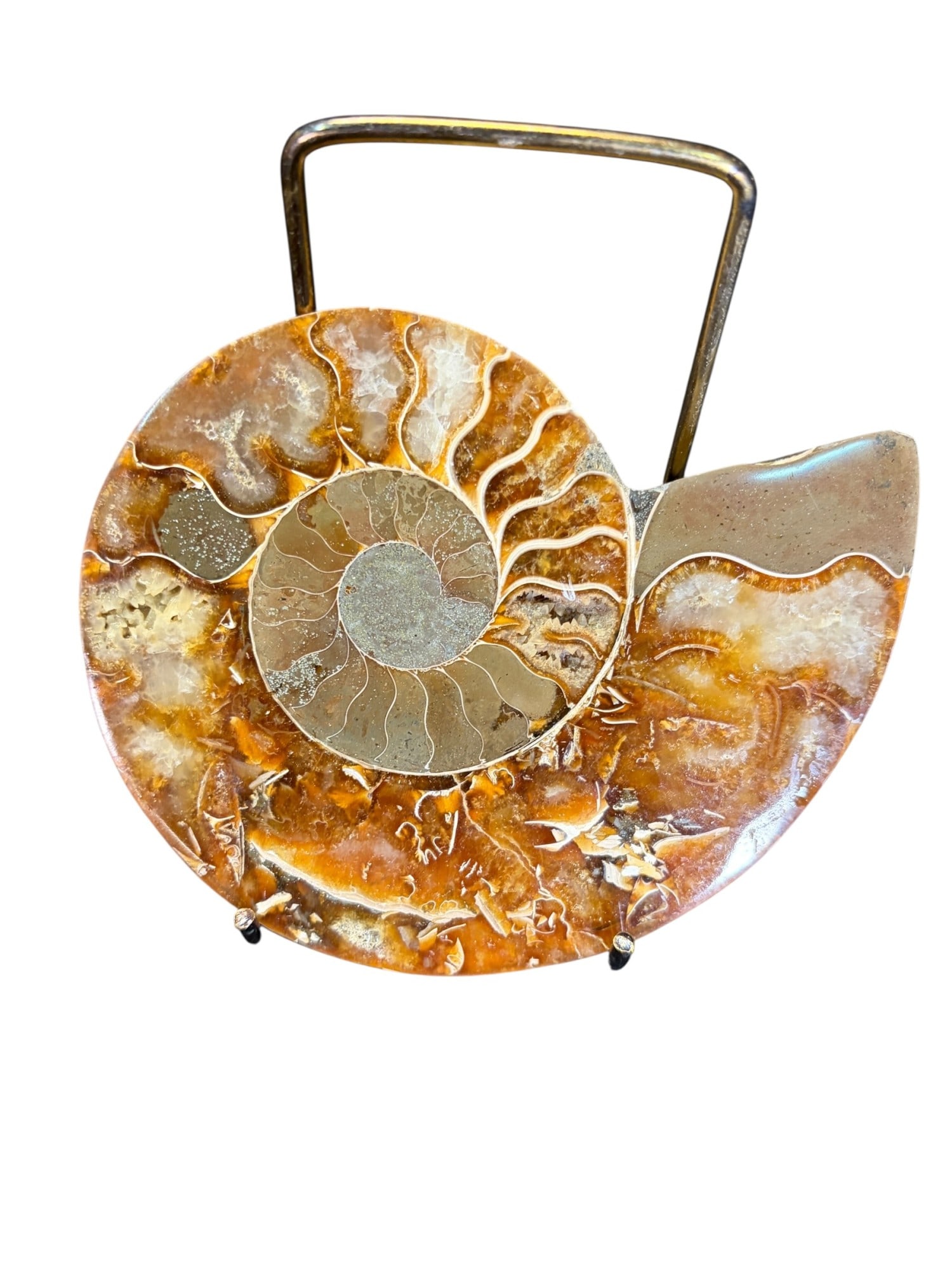 AMMONITE FOSSIL - 3