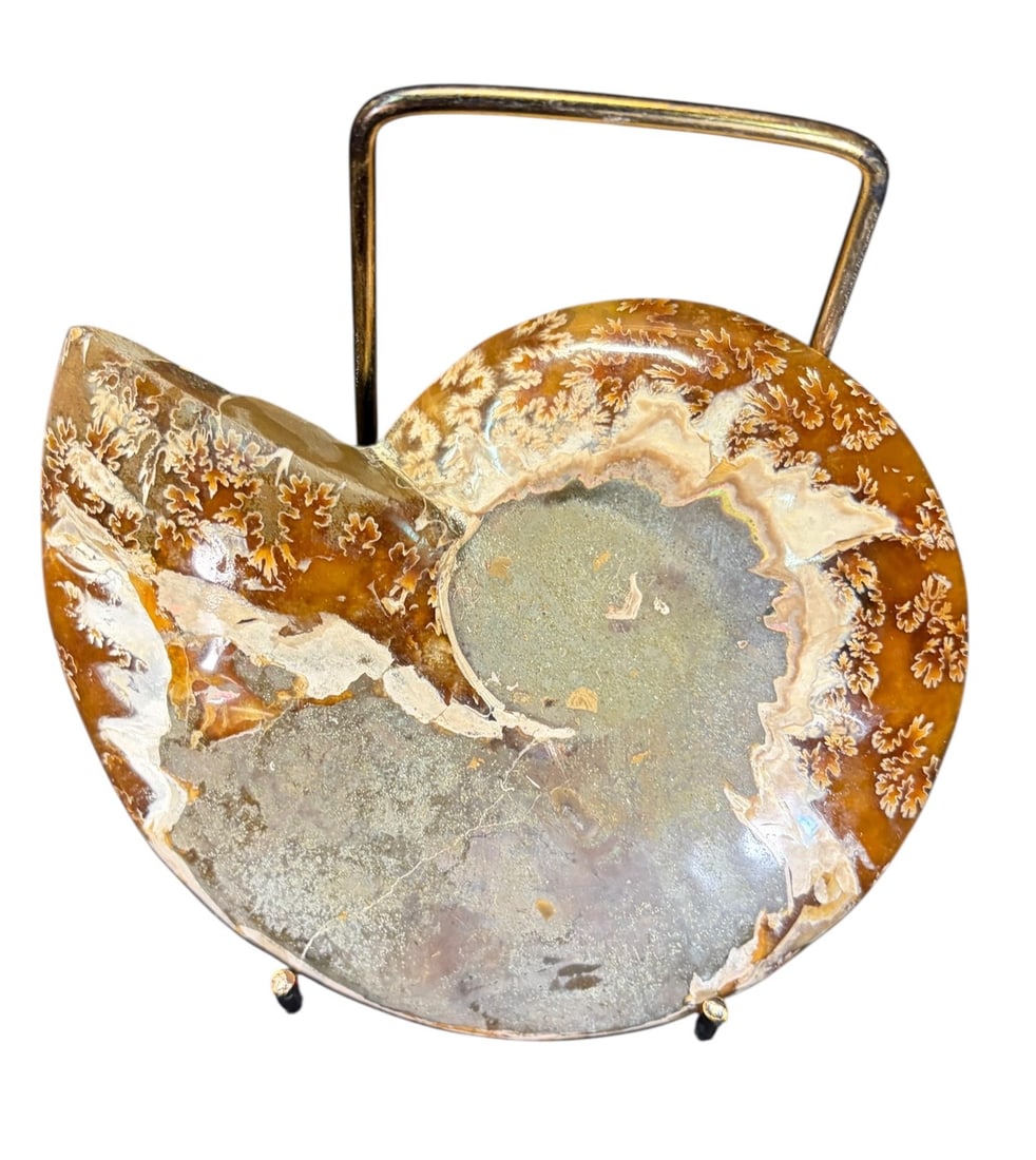 AMMONITE FOSSIL - 4