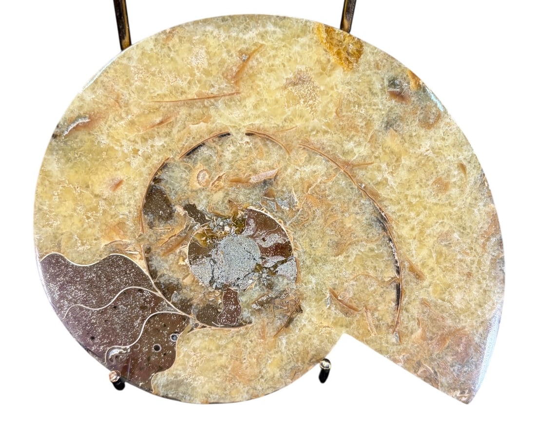 AMMONITE FOSSIL: AMMONITE FOSSIL 0.6lbs Height: 5.8 in. by Width: 4.5 in. by Depth: .5 in.