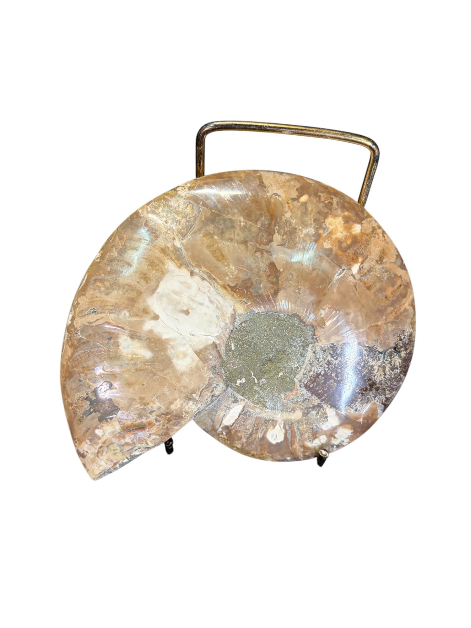 AMMONITE FOSSIL - 2