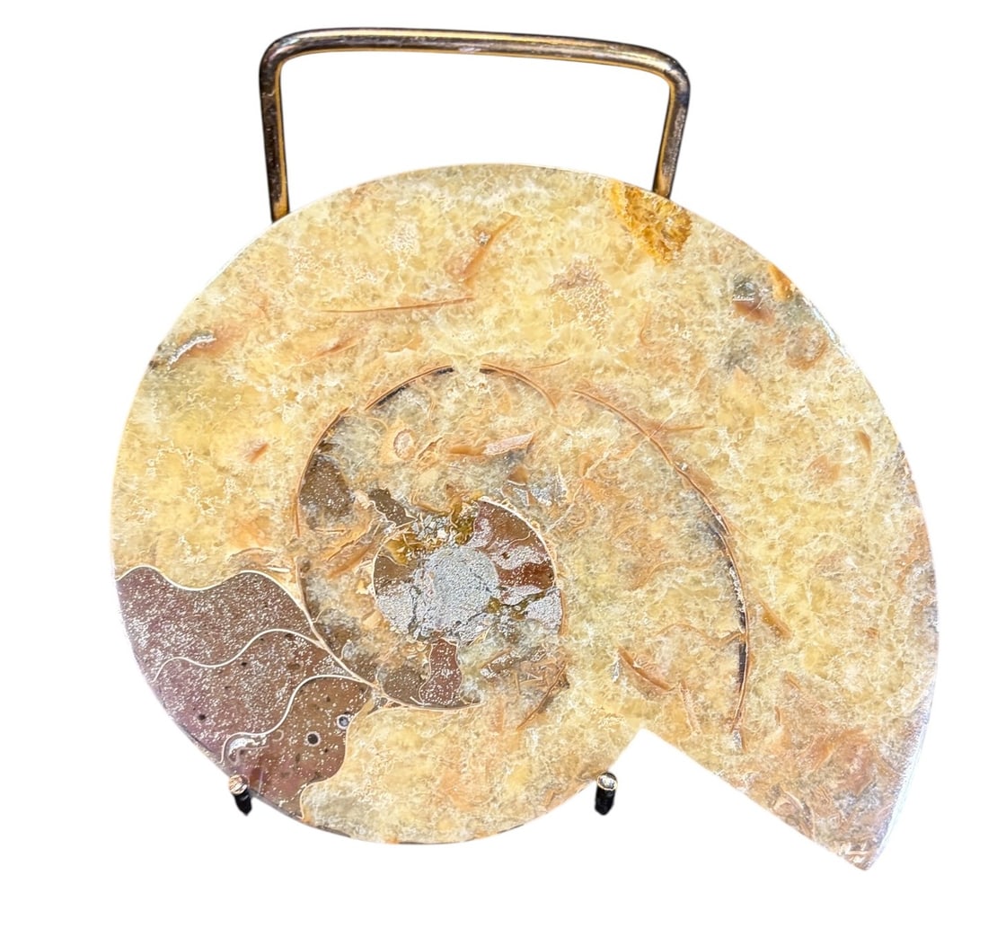 AMMONITE FOSSIL - 3