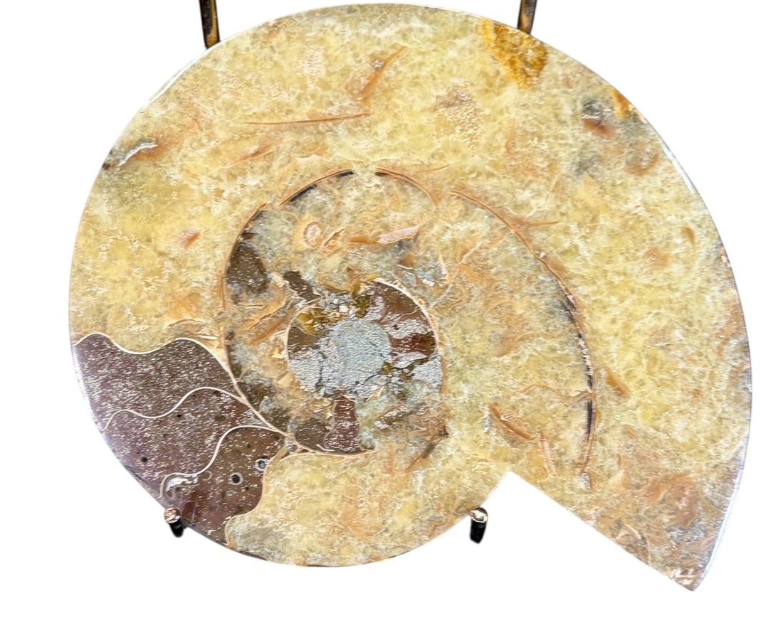AMMONITE FOSSIL - 4