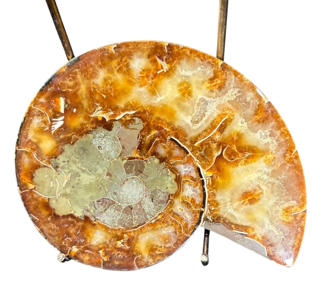 AMMONITE FOSSIL: AMMONITE FOSSIL 0.6lbs Height: 4 in. by Width: 5 in. by Depth: .5 in.