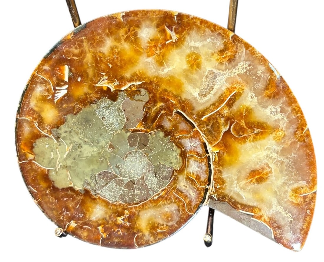 AMMONITE FOSSIL - 2