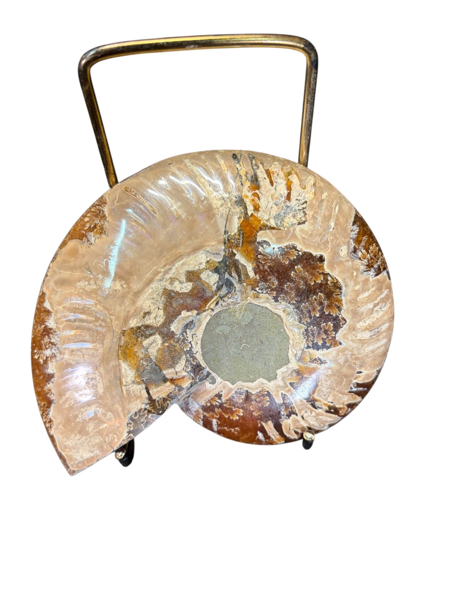 AMMONITE FOSSIL - 3