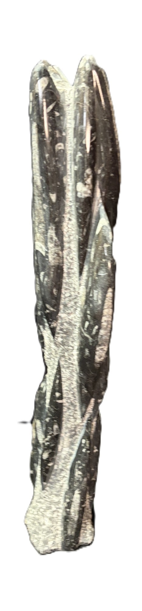 POLISHED ORTHOCERAS FOSSIL: POLISHED ORTHOCERAS FOSSIL. Height: 22 in. by Width: 4.5 in. by Depth: 4 in.