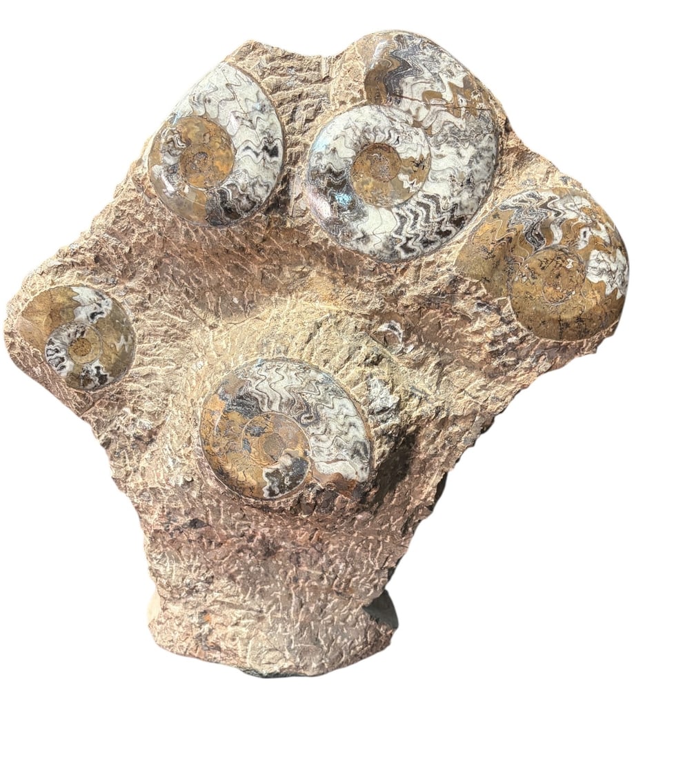 LARGE AMMONITE FOSSIL: LARGE AMMONITE FOSSIL. Height: 21.5 in. by Width: 19 in. by Depth: 6.5 in.