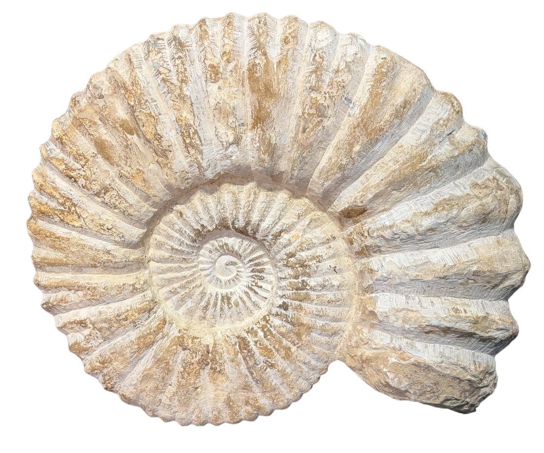 LARGE AMMONITE FOSSIL: LARGE AMMONITE FOSSIL. Height: 15.5 in. by Width: 19 in. by Depth: 4 in.
